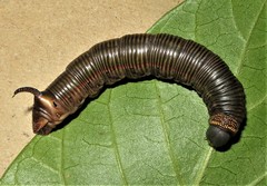 Cephonodes hylas virescens