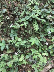 Geophila