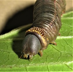 Cephonodes hylas virescens