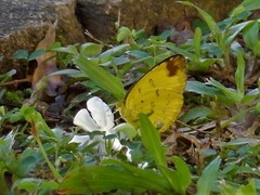 Eurema simulatrix