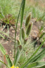 Hypoxis obtusa