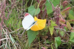 Colotis hetaera ankolensis