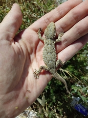 Tarentola mauritanica