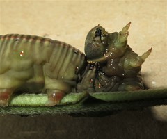 Cephonodes hylas virescens