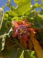 Passiflora alata