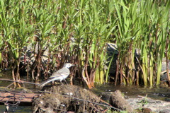 Motacilla alba