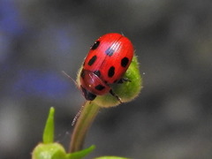Gonioctena fornicata