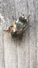 Eristalis tenax