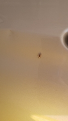 Salticus scenicus