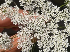 Ammi majus
