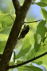 Diceroprocta obscurior