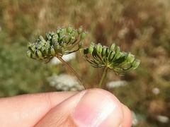 Ammi majus