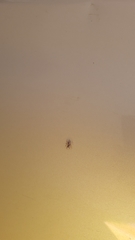 Salticus scenicus
