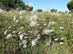 Ammi majus