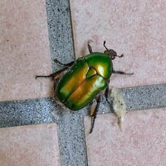 Protaetia cuprea cuprea