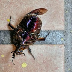 Protaetia cuprea cuprea