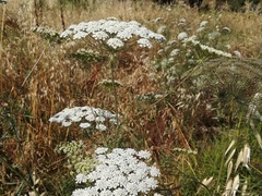 Ammi majus