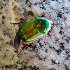 Protaetia cuprea cuprea