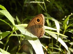 Ypthima horsfieldii humei