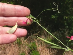 Lathyrus setifolius