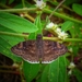 Impostor Duskywing - Photo (c) Henrique_Anizio, some rights reserved (CC BY-NC), uploaded by Henrique_Anizio