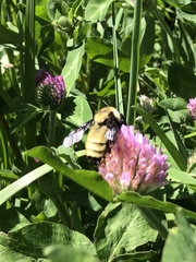 Bombus fervidus