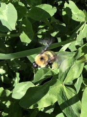 Bombus fervidus