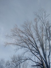 Colaptes auratus auratus