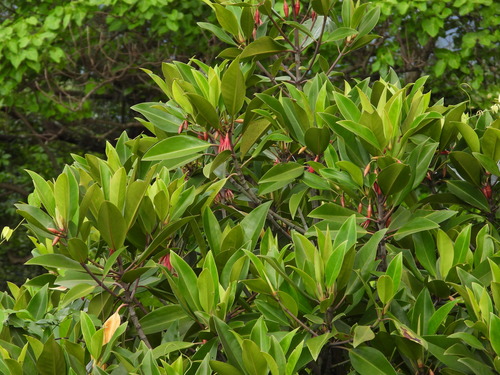 Oriental mangrove (Bruguiera gymnorhiza)