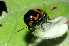Cryptocephalus trifasciatus