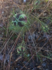 Nigella damascena