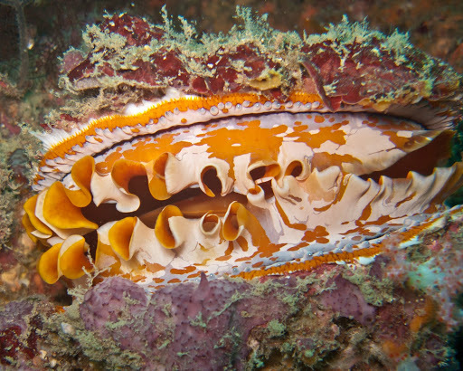 Thorny Oysters