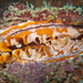 Giant Thorny Oyster - Photo (c) DavidR.808, some rights reserved (CC BY-NC), uploaded by DavidR.808