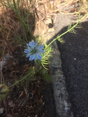 Nigella damascena
