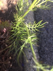 Nigella damascena