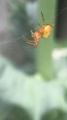 Araneus diadematus
