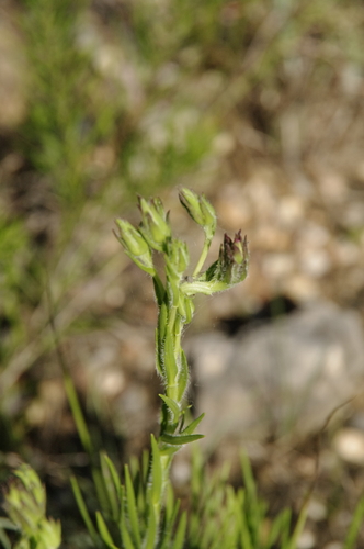 Image of Liatris oligocephala by (c) Eric Knight, some rights reserved (CC BY)