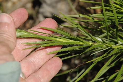 Image of Cahaba Torch (Liatris oligocephala) by (c) Eric Knight, some rights reserved (CC BY)