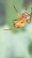 Araneus diadematus