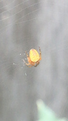Araneus diadematus