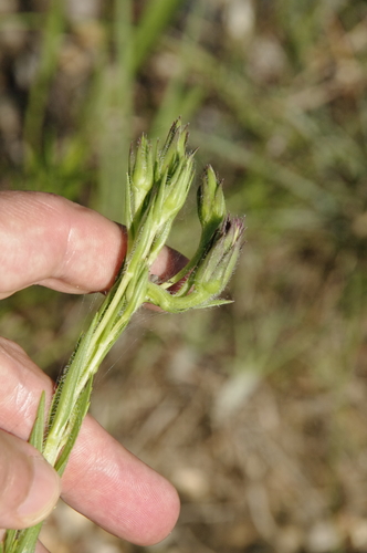 Image of Cahaba Torch (Liatris oligocephala) by (c) Eric Knight, some rights reserved (CC BY)