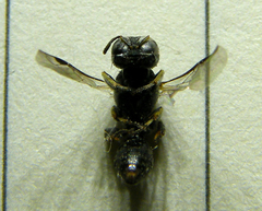 Crossocerus