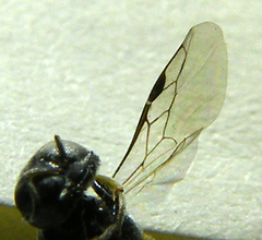 Crossocerus
