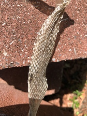 Thamnophis sirtalis