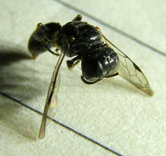 Crossocerus