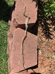 Thamnophis sirtalis