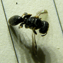 Crossocerus