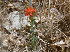 Castilleja foliolosa