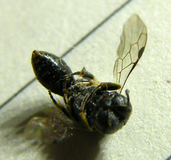 Crossocerus