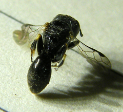 Crossocerus